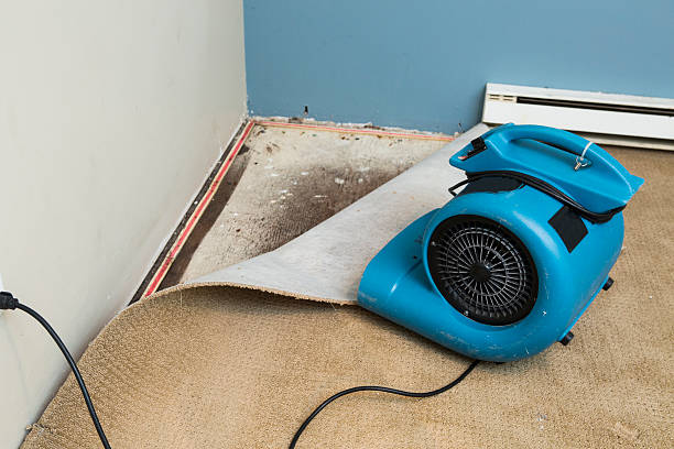 Best Mold removal after water damage  in Wellsville, KS